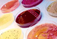 Bacteria from soil samples